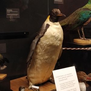 Meet your Posher, Steve